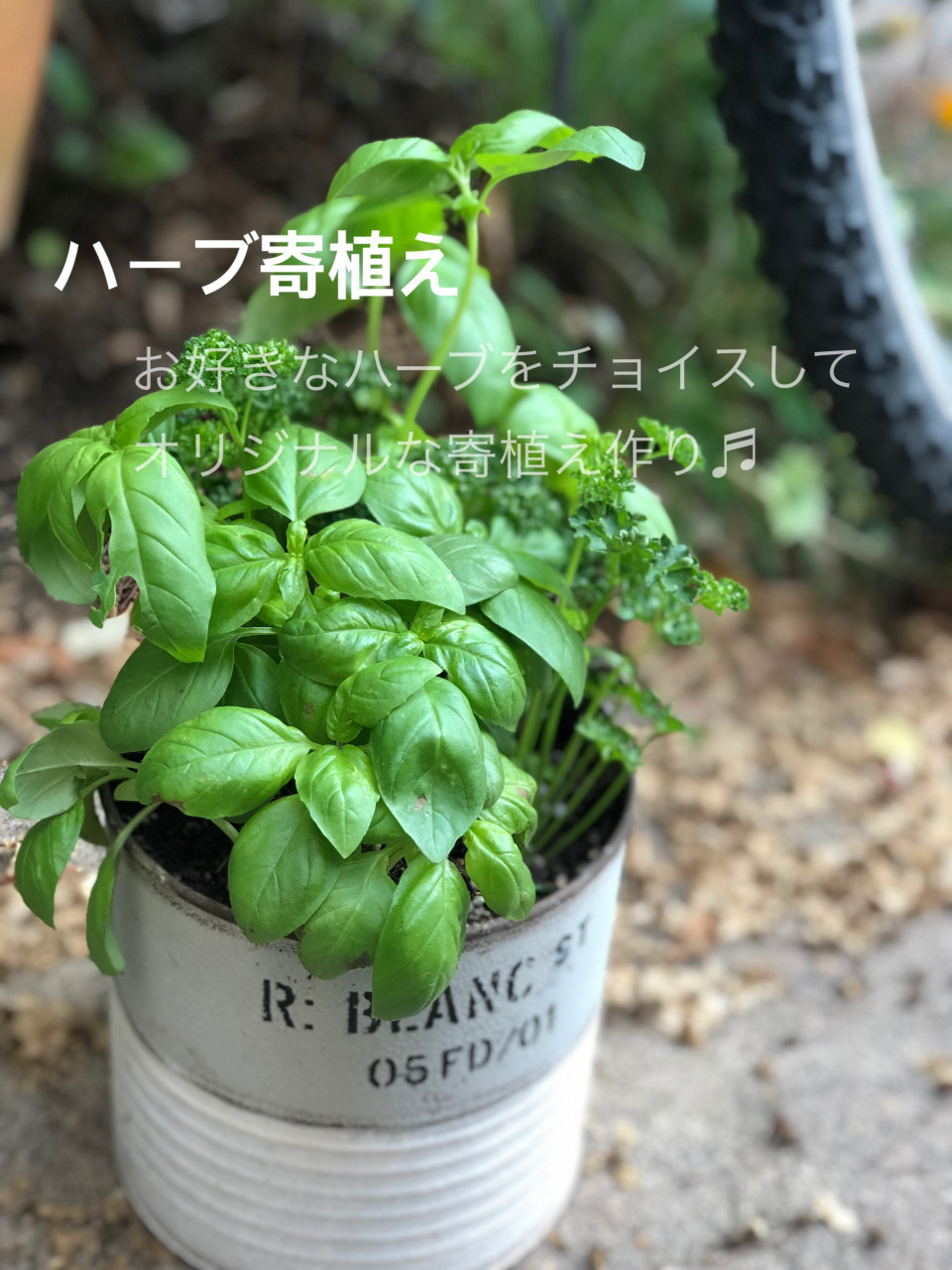 ハーブの寄植え